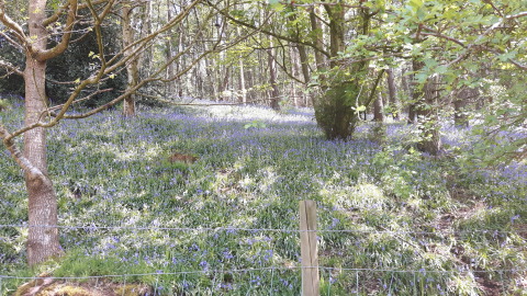 7May18Bluebells
