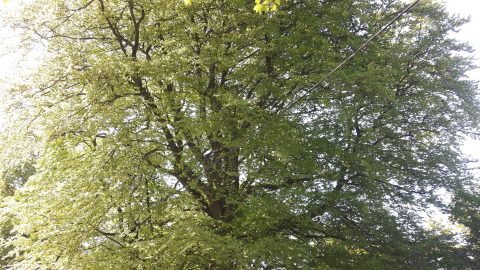 7May18Tree
